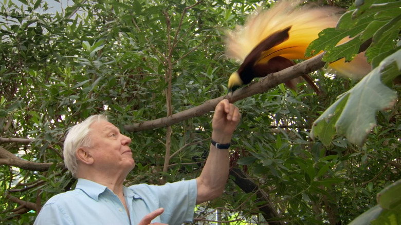 Attenborough's Paradise Birds still 1
