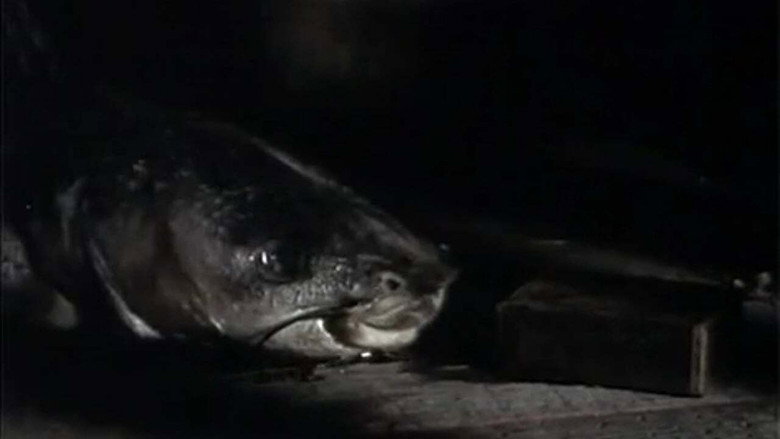 The Amphibian still 1