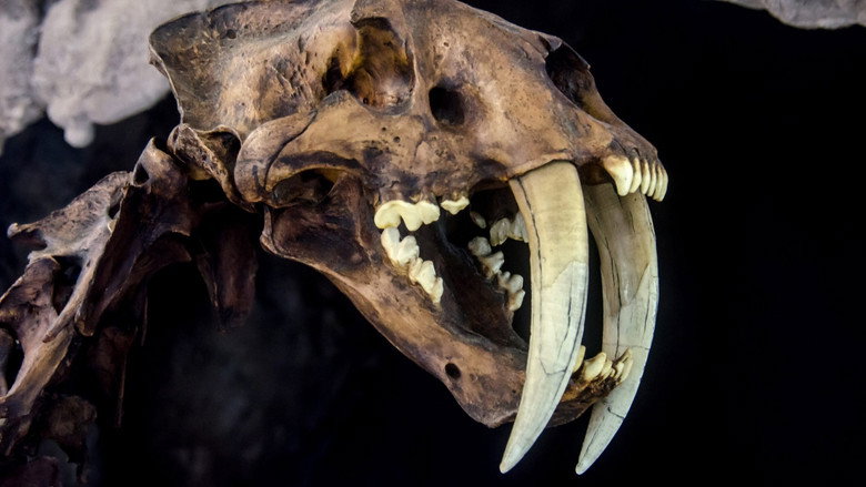 Le mystérieux tigre à dents de sabre still 1