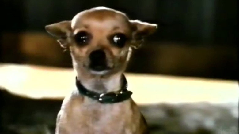 Pablo and the Dancing Chihuahua still 3
