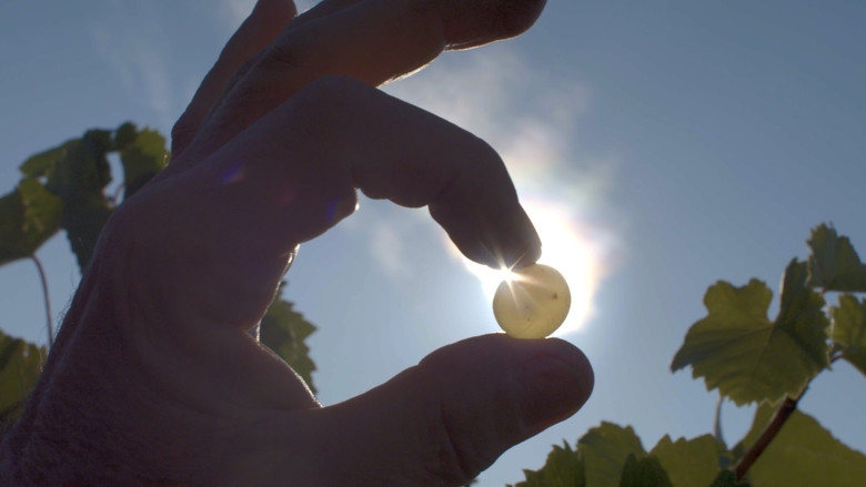Liquid Gold: In Quest of the Aszu of Tokaj still 1