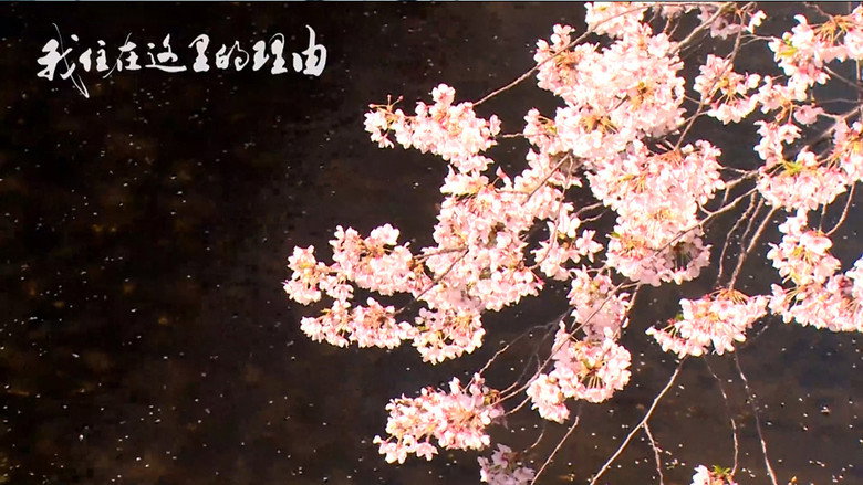 私はここに住む理由 still 1