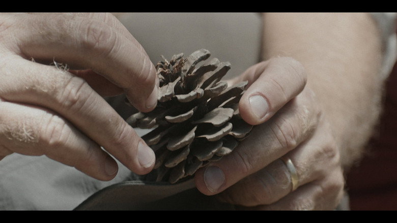 Pines still 7