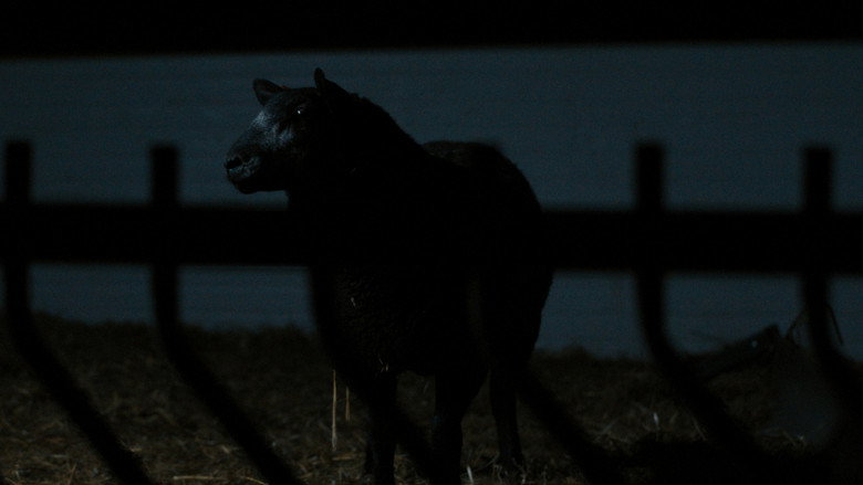 Sheep still 5