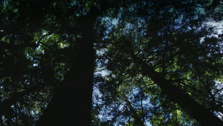Burned: Are Trees the New Coal? still 1