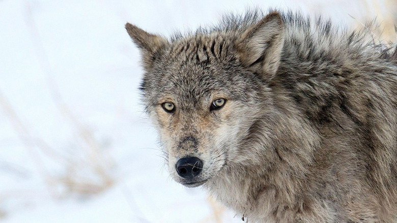 Yellowstone: The Mystery of the Wolves still 2