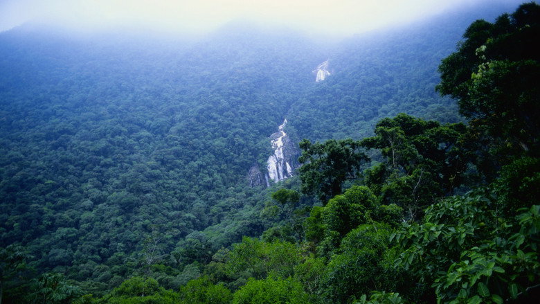Jungle still 2
