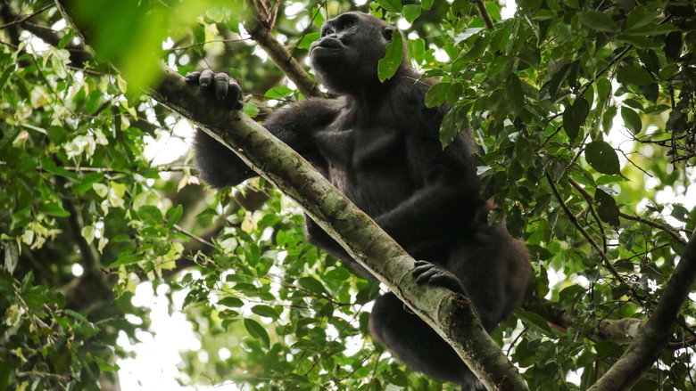 Gorillas of Gabon still 1