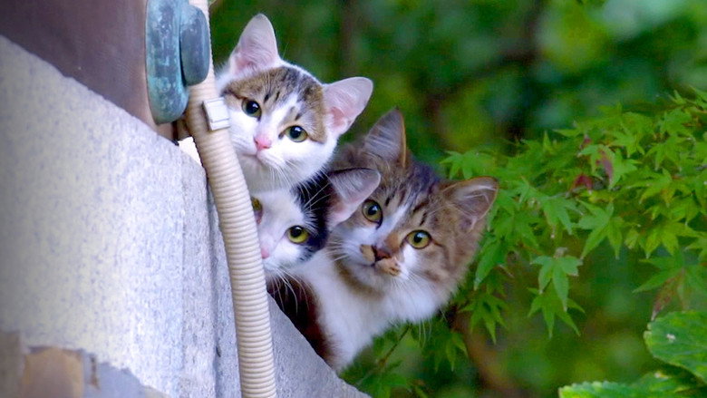 A Cat's-Eye View of Japan still 3
