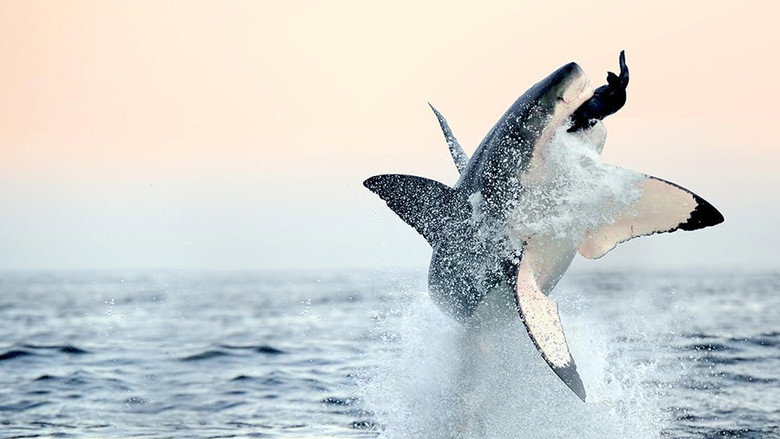 Air Jaws: Back From The Dead still 1