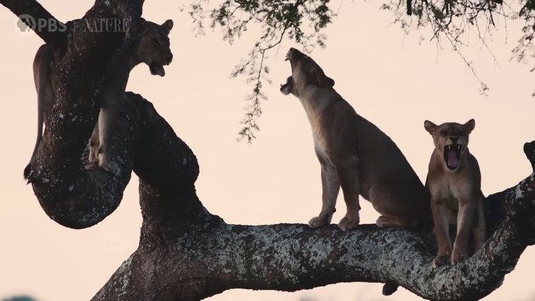 Katavi Africa's Fallen Paradise still 5
