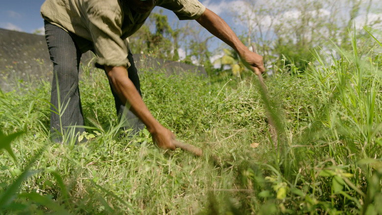 Mamá Tingó: Living memory of the Dominican land still 7