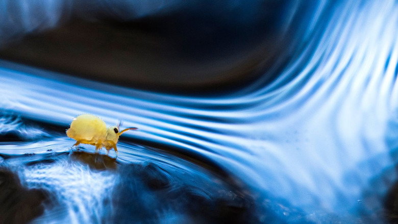 Springtails: The hidden soldiers of Earth still 1