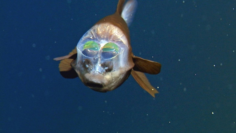 Fascination of the Deep Sea still 4