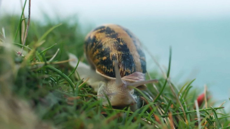 Escargots, le grand voyage du petit-gris still 1