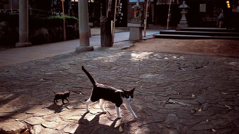 Mitsuaki Iwago's World “Cats” Travelogue still 3
