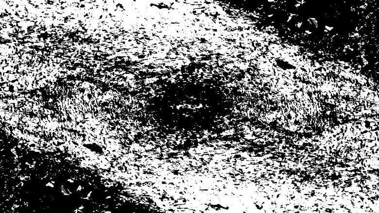 Insect Theory still 1