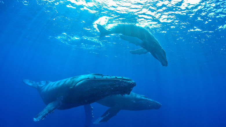 Whale Wisdom still 3