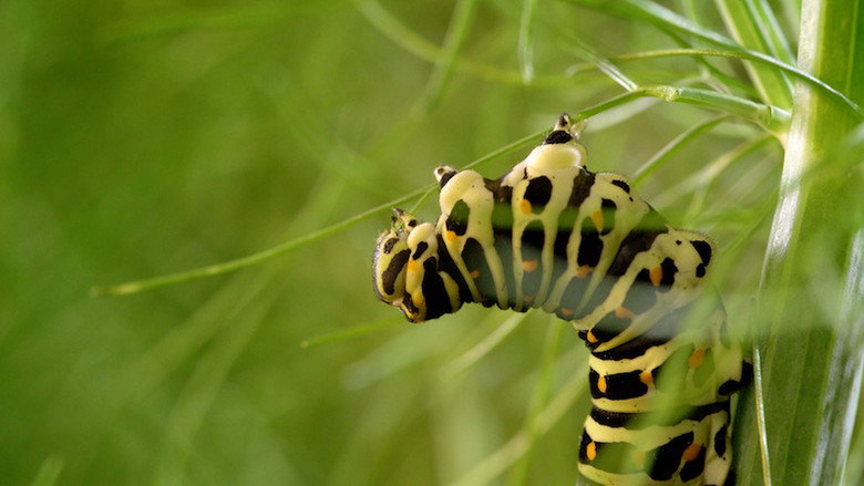 The Marvelous Wild World of the Vegetable Garden still 8