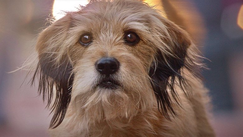 Benji still 1