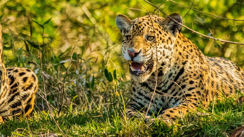 Jaguar vs. Croc still 6