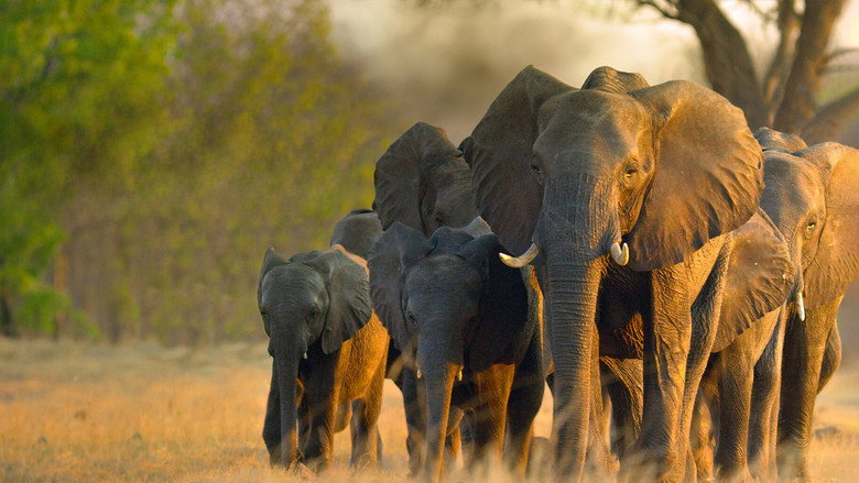 In the Footsteps of Elephant still 7