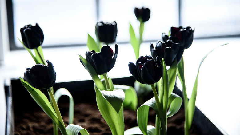 Black Tulip still 1