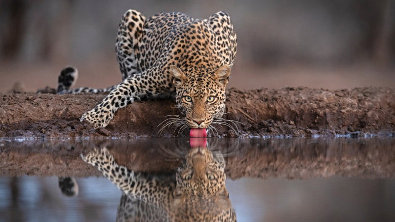 Mashatu: Land of Leopards still 3