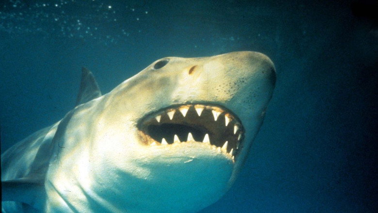 Shark Terror: The Real Jaws still 1