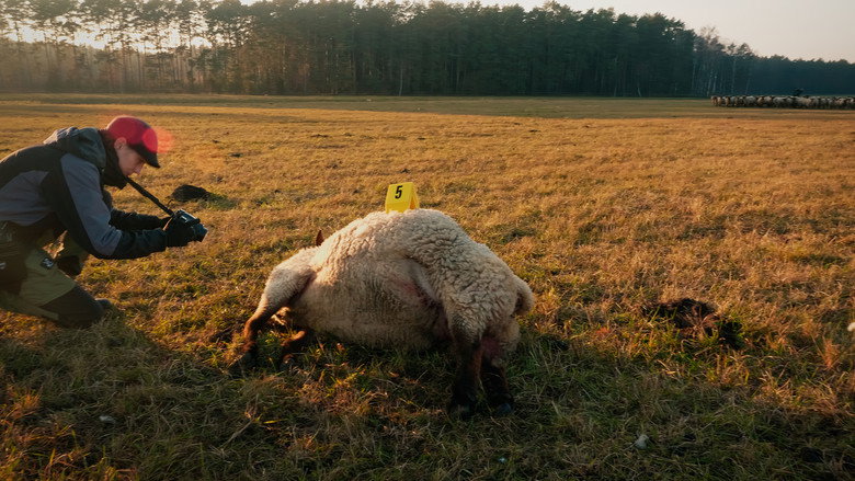In Wolf Country still 6