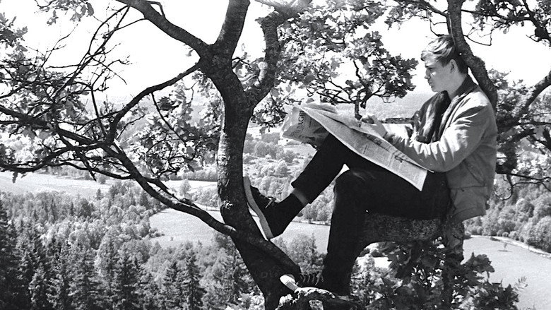 The Boy in the Tree still 3