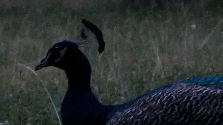 Les oiseaux de l'Est still 6