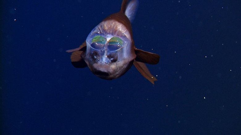 Fascination of the Deep Sea still 2