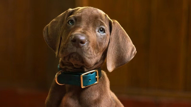 Scooby-Doo: Origins still 3