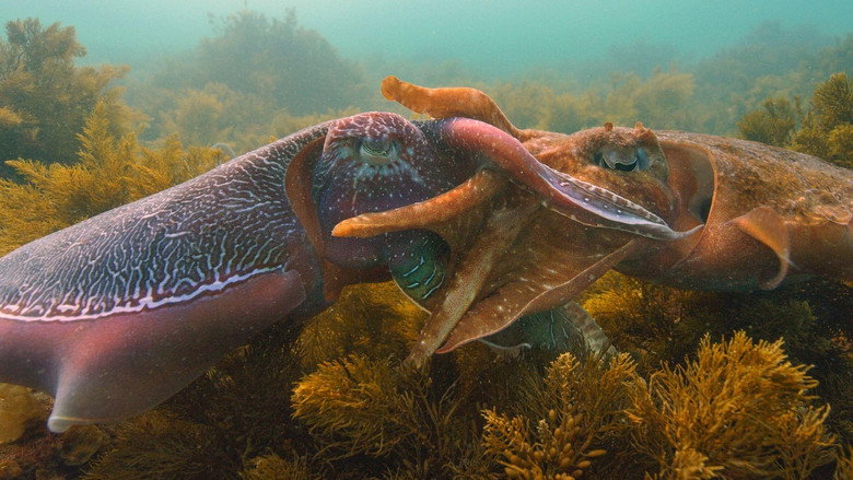 Cephalopods: The Reign of Suckers still 3