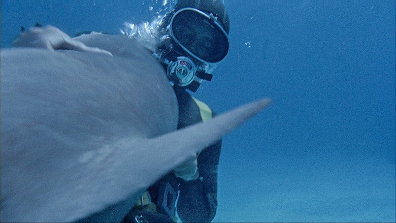 Shark still 5