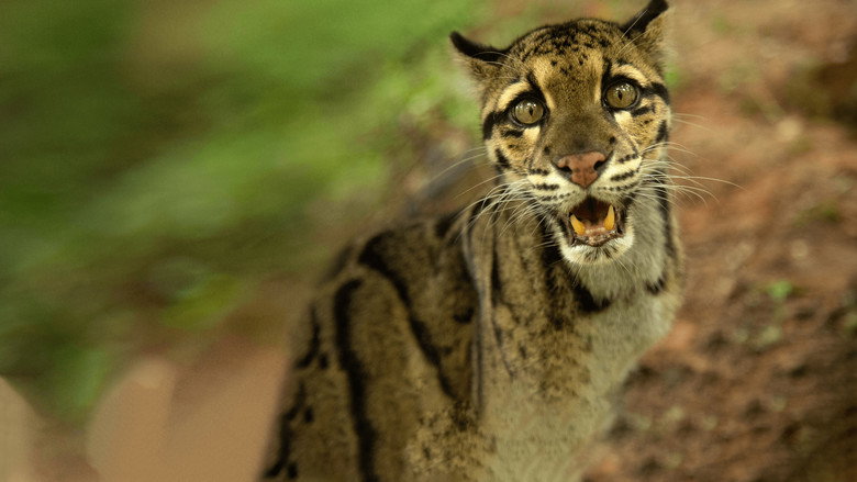 Wild Cats of India still 2