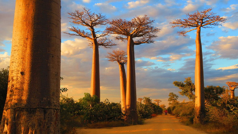 Madagascar, l'île sauvage still 1