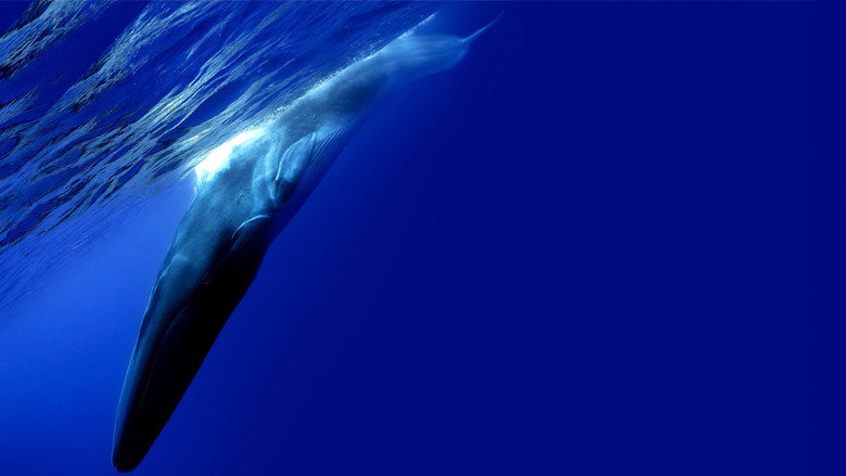 The Loneliest Whale: The Search for 52 still 4