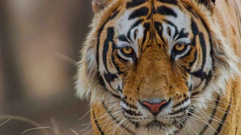 Tiger still 1