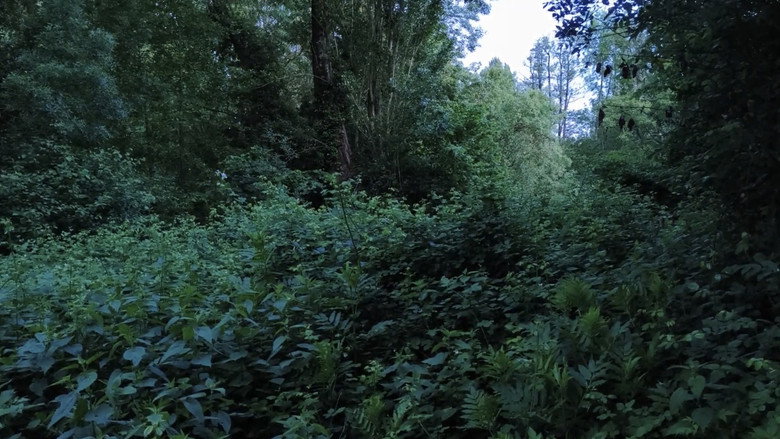 Ecosystem Washing still 1