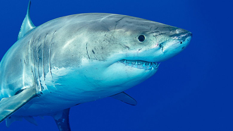 Killer Shark Vs. Killer Whale still 5
