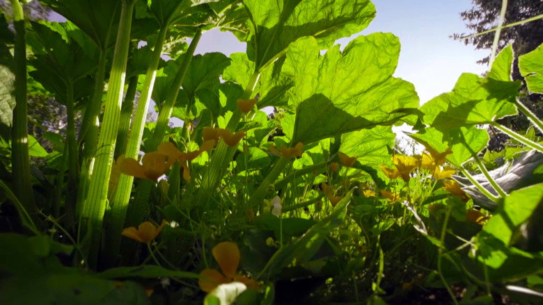 The Marvelous Wild World of the Vegetable Garden still 1