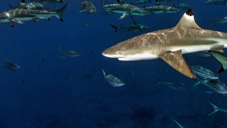 Sharks of Lost Island still 5