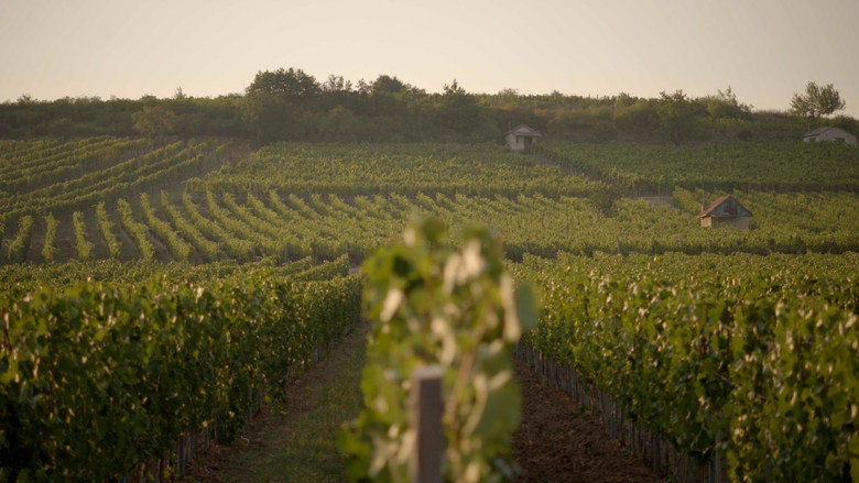 Liquid Gold: In Quest of the Aszu of Tokaj still 2