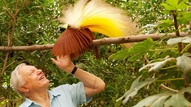 Attenborough's Paradise Birds still 3