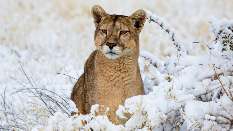 Pumas: Legends of the Ice Mountains still 2