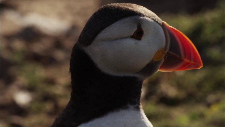 Puffin Patrol still 1