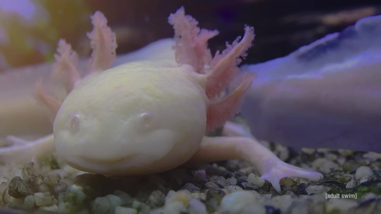 Relaxing Old Footage With Joe Pera still 8