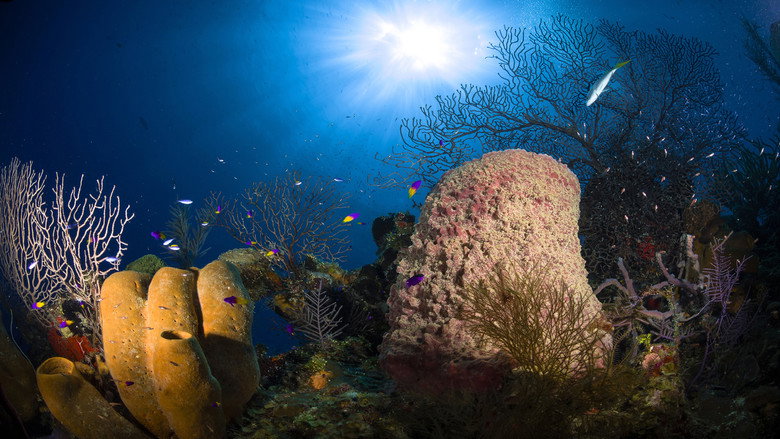 Jewels of the Caribbean Sea still 1